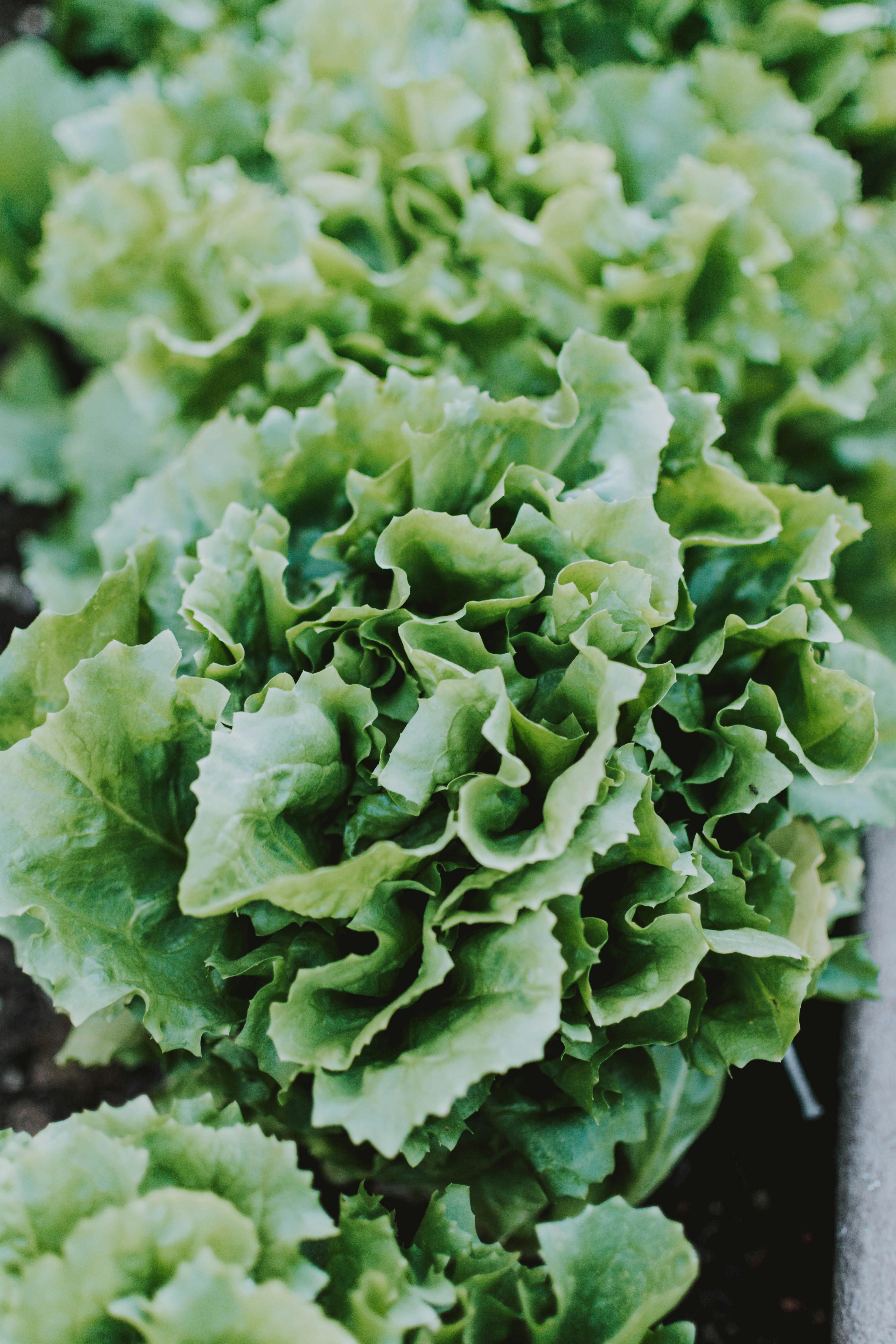CABBAGE ጥቅል ጎመን